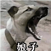 娘子啊哈表情包 绿色版
